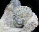 Nice Crotalocephalina & Reedops Trilobite Association #41821-4
